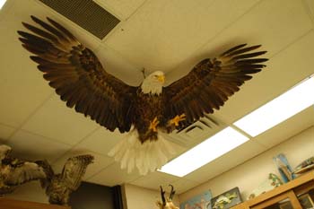 Bird on ceiling