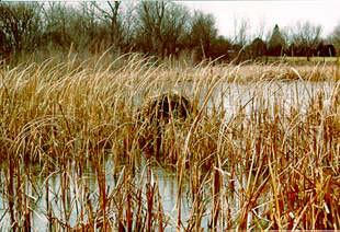 Grass growing in marsh