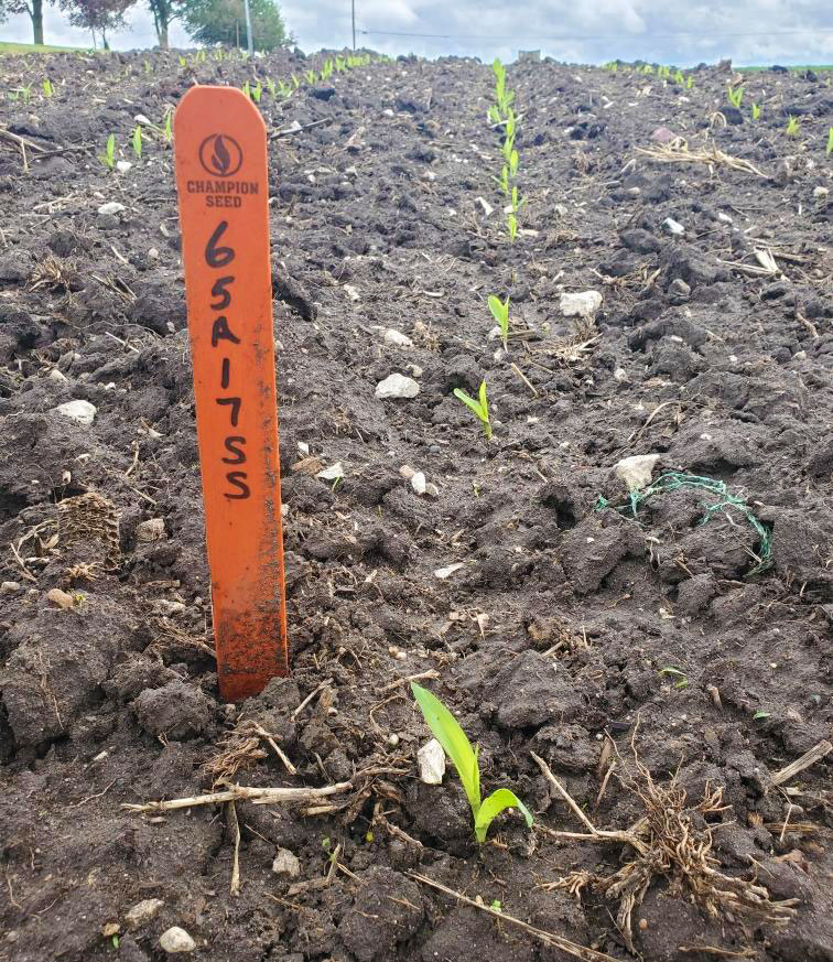 The 2021 corn crop has popped out of the ground. 