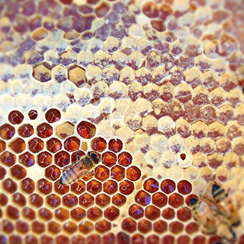 honeycomb.png